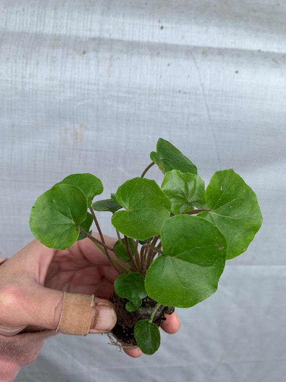 Tractor Seat Plant Farfugium Tropical Plants Of Florida