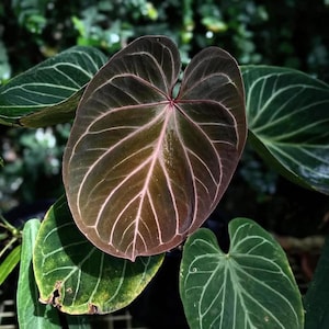 Anthurium King of Spades Starter Plant (ALL STARTER PLANTS Require You to  Purchase 2 Plants!) - Etsy