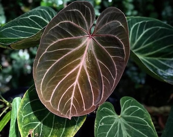 Anthurium Wonderboy X Michelle Starter Plant (ALL STARTER