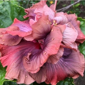 Cocoa royale hibiscus Starter Plant (ALL STARTER PLANTS require you to purchase 2 plants!)