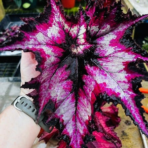 Harmonys Witchy woman begonia Starter Plant (ALL STARTER PLANTS require you to purchase 2 plants!)