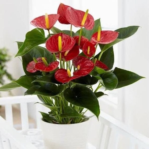 Anthurium Oaxaca Starter Plant (ALL STARTER PLANTS require you to purchase 2 plants!)