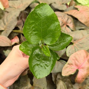 May include: Close-up of vibrant green leaves with prominent veins, held by a hand. The leaves are glossy and fresh, contrasting with the muted tones of other foliage in the background. The image showcases a plant, possibly a houseplant or garden plant.