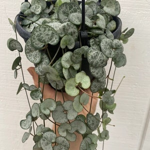 Silver glory String of hearts Starter Plant (ALL STARTER PLANTS require you to purchase 2 plants!)