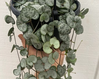 Silver glory String of hearts Starter Plant (ALL STARTER PLANTS require you to purchase 2 plants!)