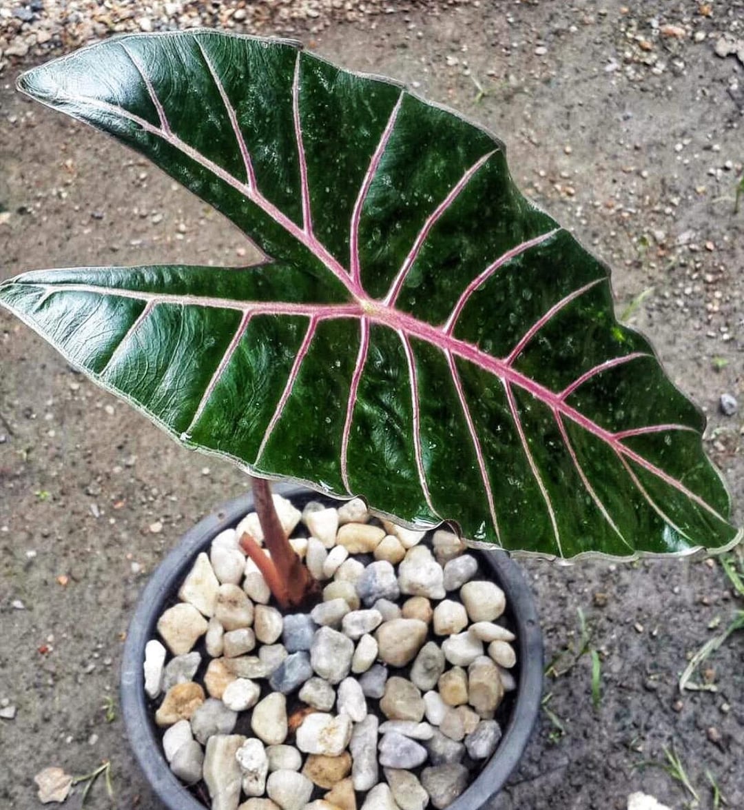 10株　Alocasia Watsoniana Red Vein Alocasia Longiloba Red Vein Starter Plant (ALL STARTER