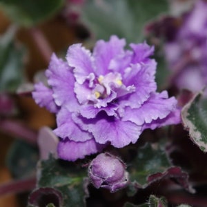 Wranglers winter hawk African violet starter plant (ALL PLANTS require you to purchase 2 plants!)