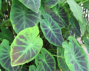 Colocasia Illustris Starter Plant (ALL STARTER PLANTS require you to purchase 2 plants!)