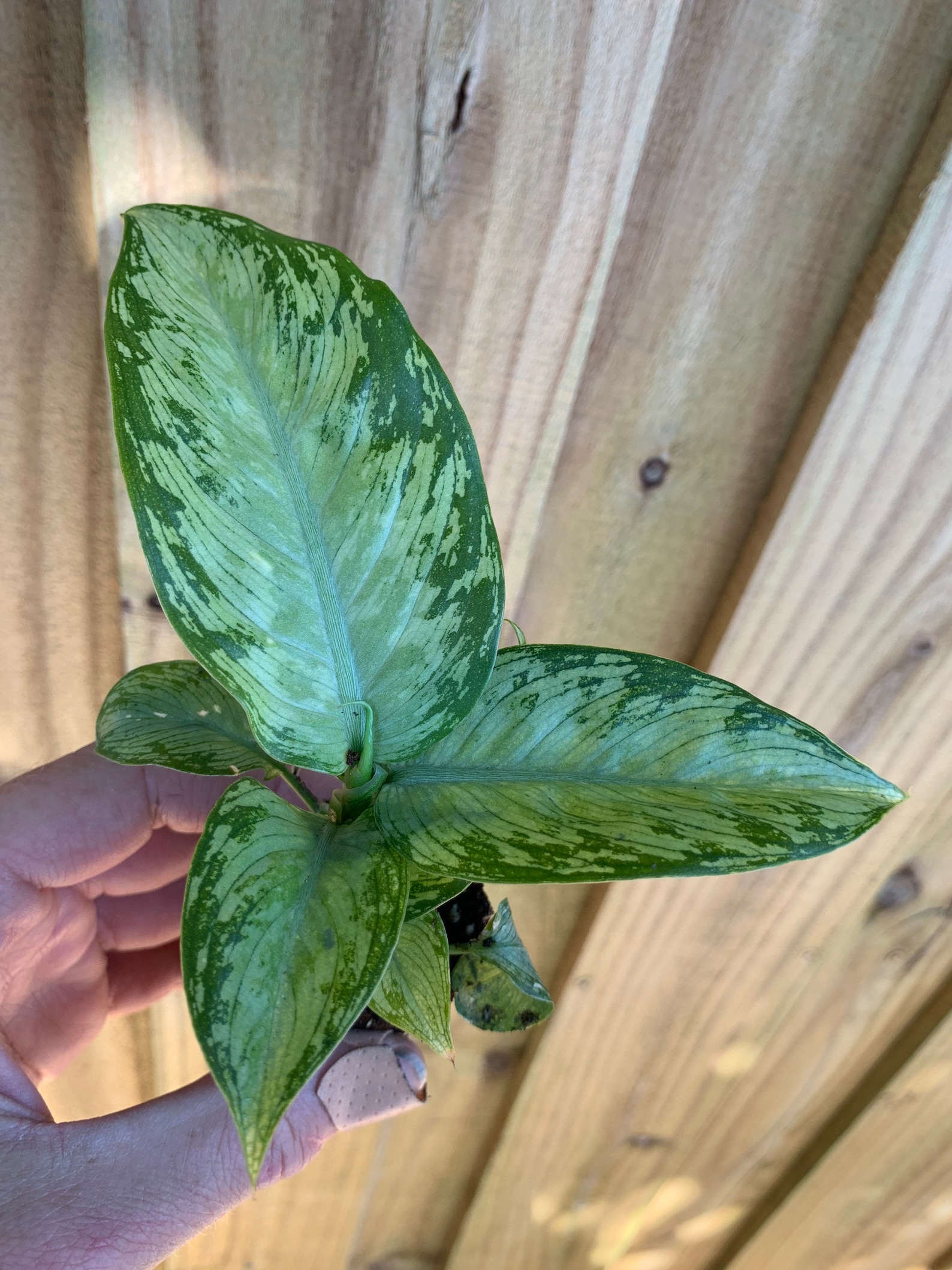 Dieffenbachia Snow Starter Plant ALL STARTER PLANTS