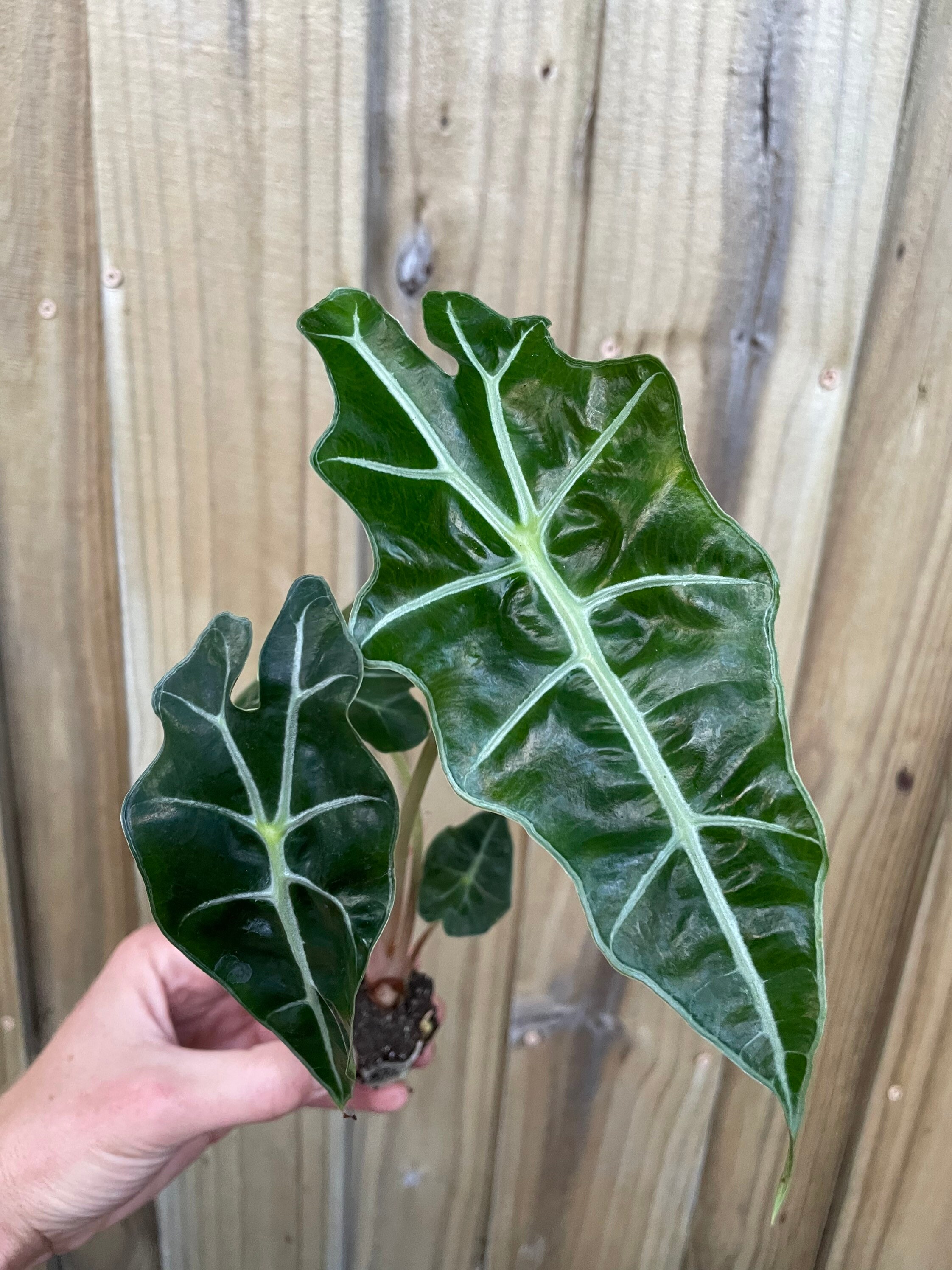 Planters & Pots Alocasia Amazonica Starter Plant ALL STARTER PLANTS