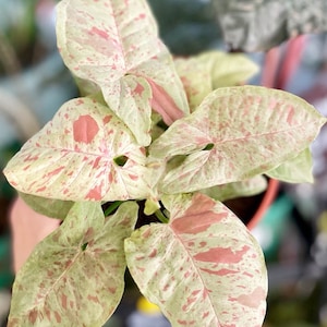 Syngonium Milk confetti Starter Plant (ALL STARTER PLANTS require you to purchase 2 plants!)