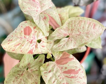 Syngonium Milk confetti Starter Plant (ALL STARTER PLANTS require you to purchase 2 plants!)