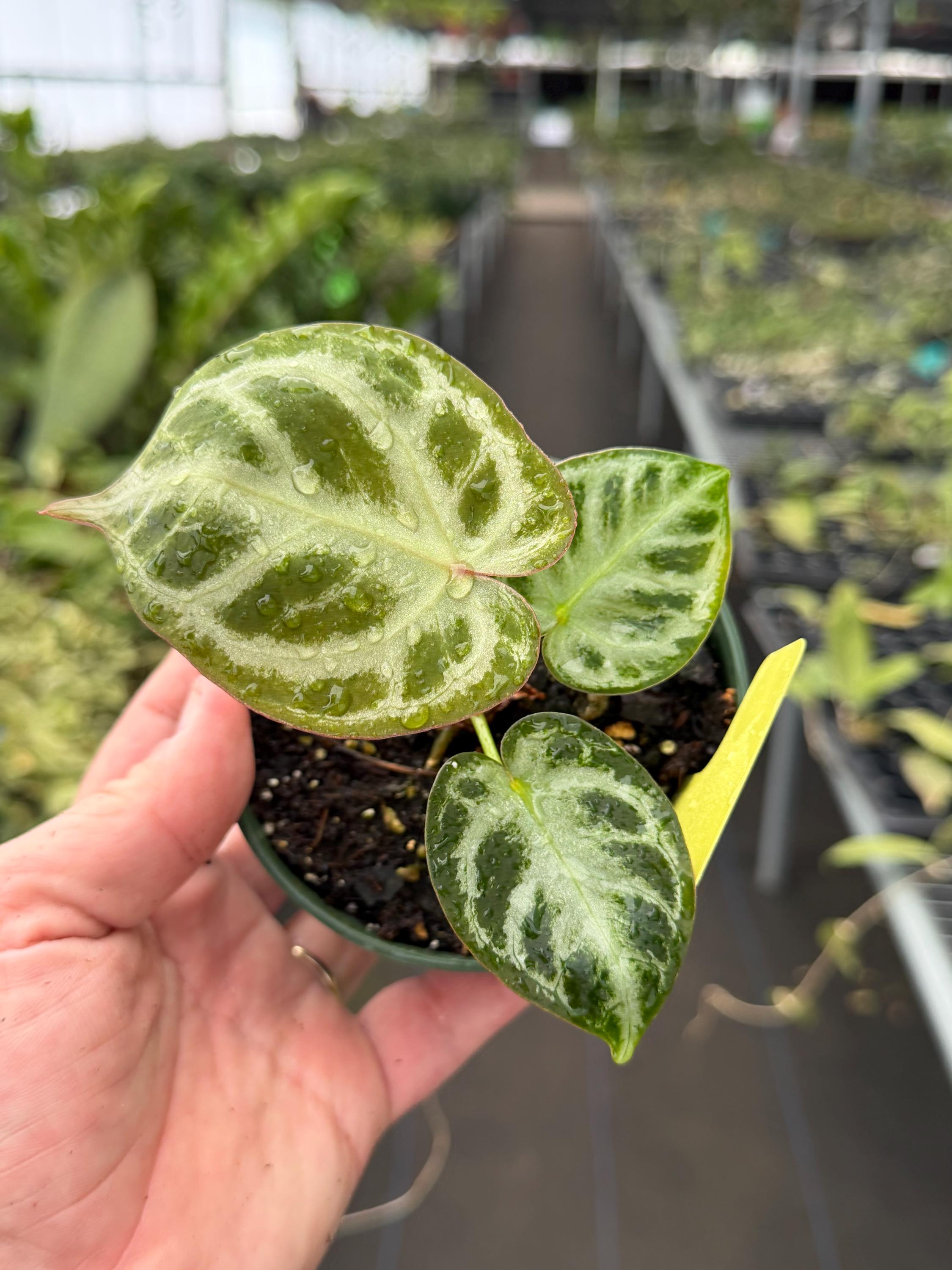Anthurium Magnificum Silver - Etsy