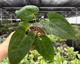Seed Grown Anthurium Black Sweet X Fort Sherman Starter Plant (ALL