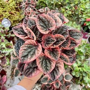 Pink Peperomia Abricos Starter Plant (ALL STARTER PLANTS require you to purchase 2 plants!)