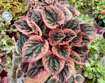 Pink Peperomia Abricos Starter Plant (ALL STARTER PLANTS require you to purchase 2 plants!)