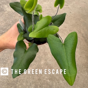 May include: A potted plant with large, heart-shaped, dark green leaves and smaller, bright green, curled leaves. The plant is held in a person's hand. The text "THE GREEN ESCAPE" is printed on the pot.
