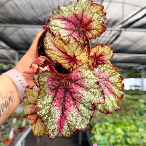 Exact Plant Begonia Harmonys Winter Embers Specific 4” Pot #HME3459 | G/H (All PLANTS require you to purchase 2 plants!)