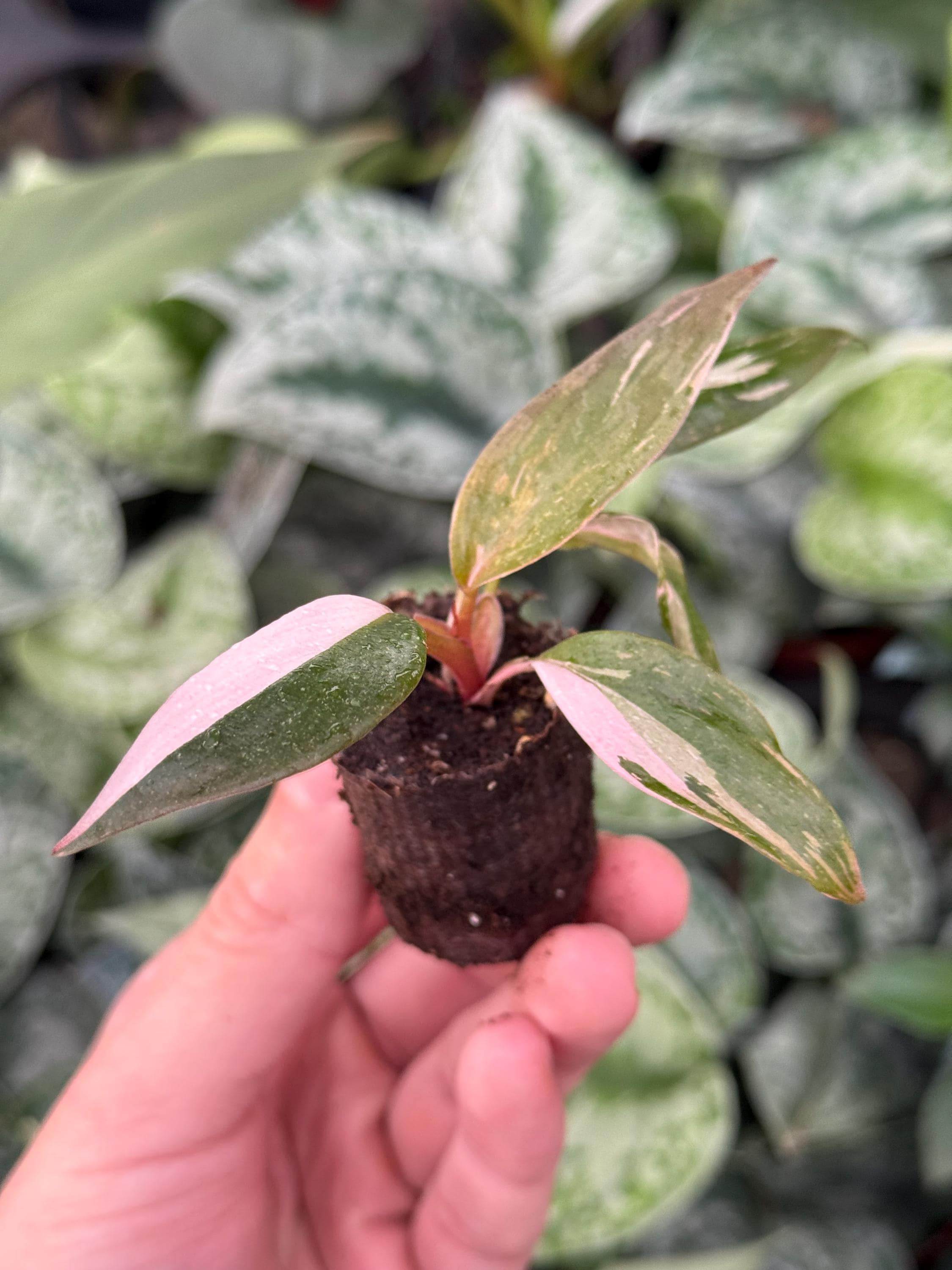 Philodendron Black Cherry Pink Princess Starter Plant (ALL STARTER