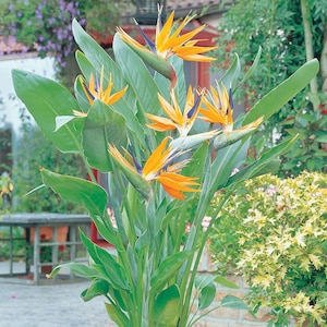 Orange birds of paradise Strelitzia Reginae Starter Plant (ALL STARTER  PLANTS require you to purchase 2 plants!)