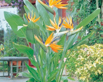 Orange birds of paradise “strelitzia Nicolai” Starter Plant (ALL STARTER PLANTS require you to purchase 2 plants!)