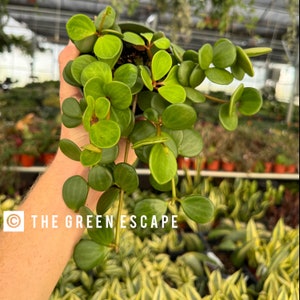 Peperomia hope 4”pot (ALL PLANTS require you to purchase 2 plants!)