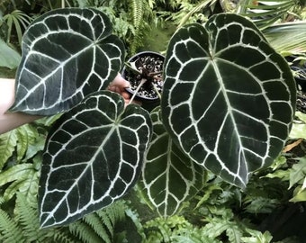 Anthurium Crystallinum x magnificum Starter Plant (ALL STARTER PLANTS require you to purchase 2 plants!)