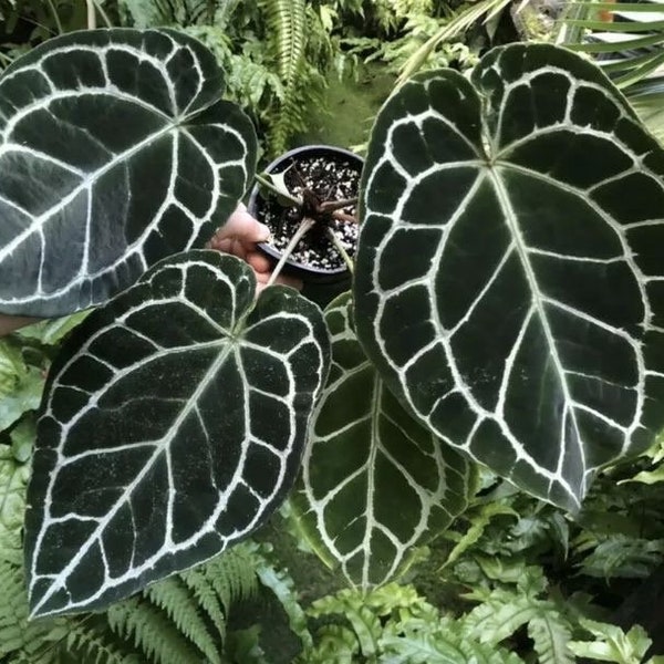 Anthurium Crystallinum x magnificum Starter Plant (ALL STARTER PLANTS require you to purchase 2 plants!)