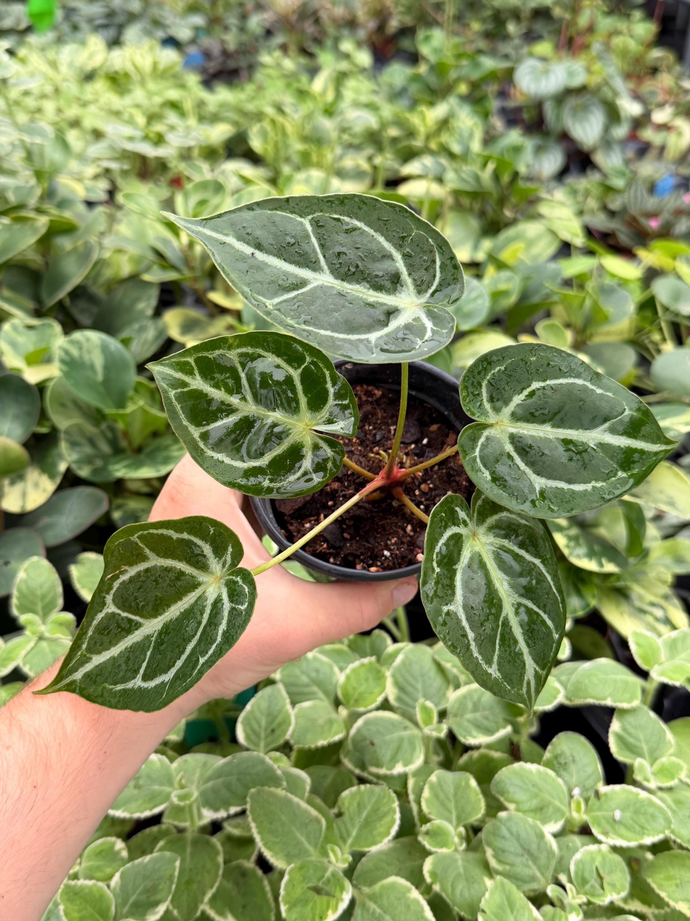 Anthurium Red Gunsal - Etsy