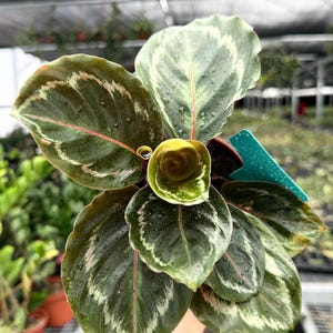 Princess Jessie Calathea - Etsy