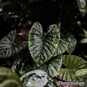 Alocasia lukiwan Starter Plant (ALL STARTER PLANTS require you to purchase 2 plants!)