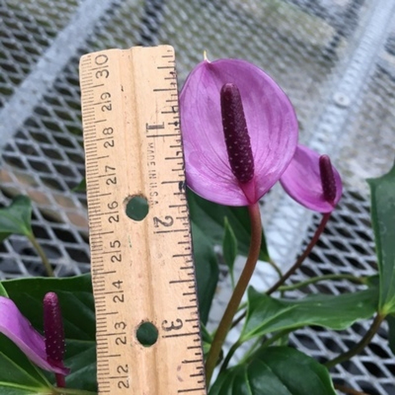 Anthurium Miss June Purple Starter Plant (ALL STARTER PLANTS Require You to  Purchase 2 Plants!) - Etsy