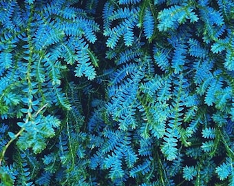 Rainbow moss “selaginella peacock uncinata” Starter Plant (ALL STARTER PLANTS require you to purchase 2 plants!)