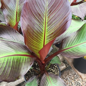 calathea stromanthe triostar Stromanthe Triostar | Unique Plants for Delivery