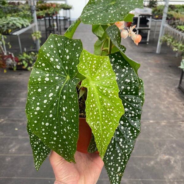 Begonia maculata green form 6”pot (ALL PLANTS require you to purchase 2 plants!)