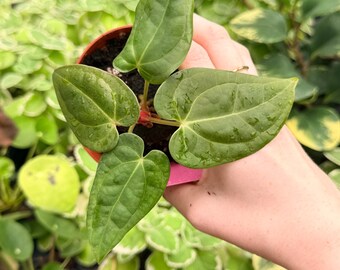 Exact Plant Anthurium Luxurians x Papillilaminum Specific 4” Pot 7688FEE | G/H (All PLANTS require you to purchase 2 plants!)