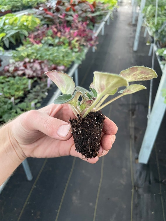Harmonys Genetic Blush African Violet Starter Plant (ALL STARTER