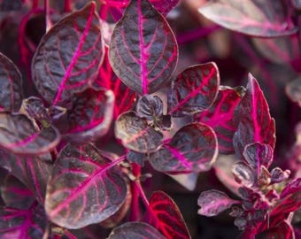 Iresine chicken gizzard red Starter Plant (ALL STARTER PLANTS require you to purchase 2 plants!)