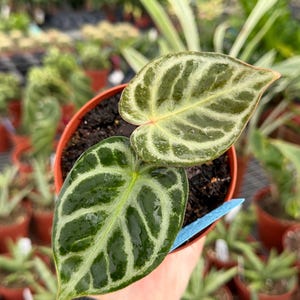 Anthurium Silver Blush X - Etsy