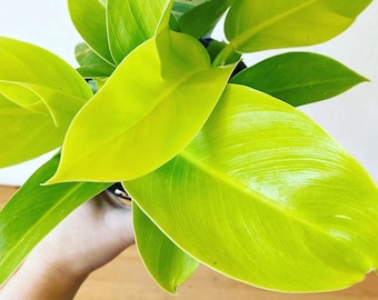 Nouvel hybride ! Plante de démarrage dorée Philodendron Imperial (TOUTES LES PLANTES DE DÉMARRAGE nécessitent l'achat de 2 plantes !)