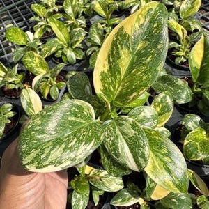 May include: A close-up of a potted plant with variegated leaves. The leaves are a mix of green and white, with some yellow tones. The plant is in a black pot and is surrounded by other plants.