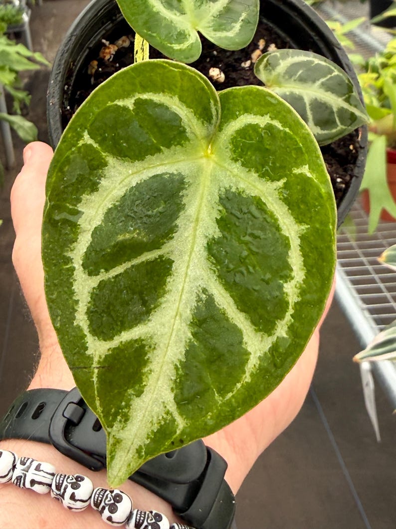 TheGreenEscape Anthurium Crystallinum x Dorayaki - Thumbnail 2