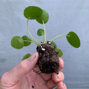 Pilea Peperomioides Chinese Money Plant / Ufo plant Starter Plant ALL STARTER PLANTS require you to purchase 2 plants image 4