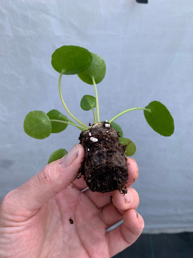 Pilea Peperomioides Chinese Money Plant / Ufo plant Starter Plant ALL STARTER PLANTS require you to purchase 2 plants image 4