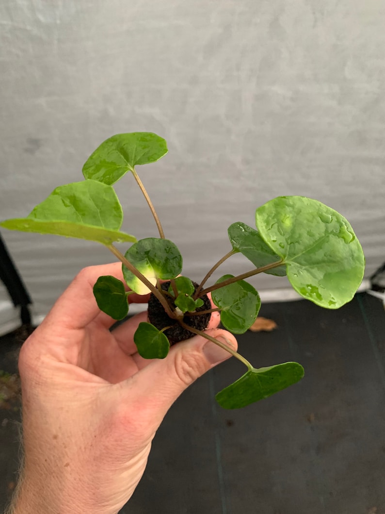 Farfugium Firefly leopard Plant tractor Seat Starter Plant Etsy