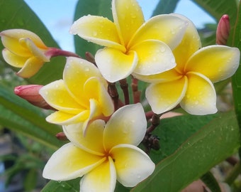 Plumeria nebels gold Cutting (ALL Starter plants/cuttings require you to purchase 2 plants/cuttings!)