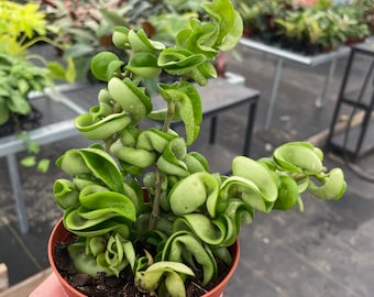 Hoya Compacta “Hindu rope” 4” pot (ALL PLANTS require you to purchase 2 plants!)