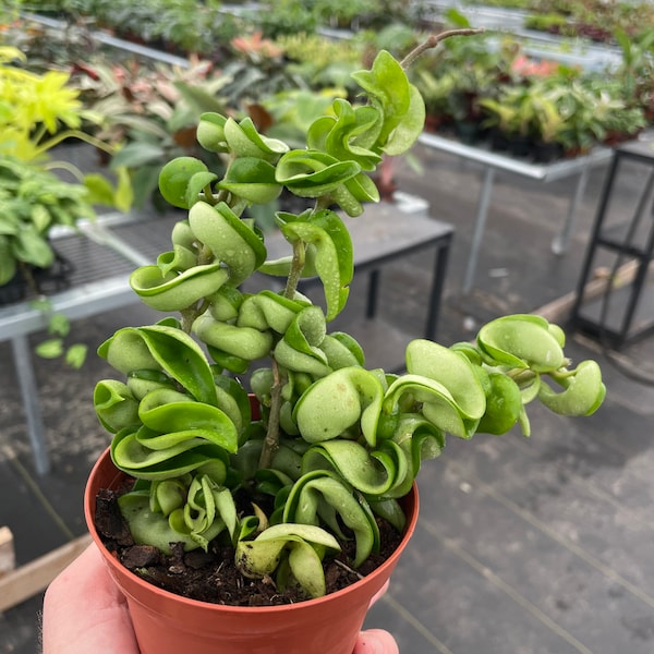 Hoya Compacta “Hindu rope” 4” pot (ALL PLANTS require you to purchase 2 plants!)