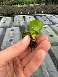 Platycerium Neptune tissue culture (ALL PLANTS require you to purchase 2 plants!)