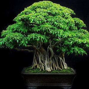 Ficus “too little” Bonsai Starter Plant (ALL STARTER PLANTS require you to purchase 2 plants!)
